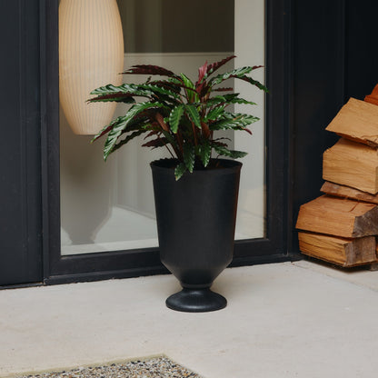 Potted plant in a black pot on a patio with a modern building in the background